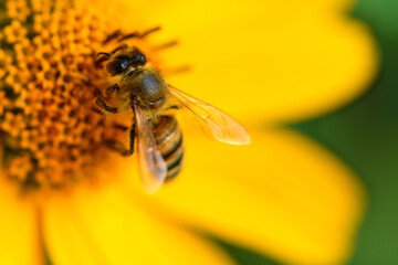 Bee and flower. Close up of a striped bee collecting pollen on a yellow flower on a Sunny bright day. A bee collects honey. Macro