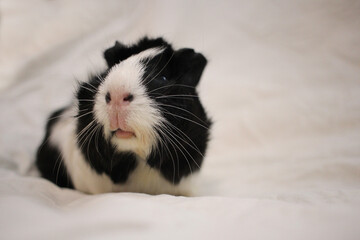 fluffy guinea pig black and white pet animal