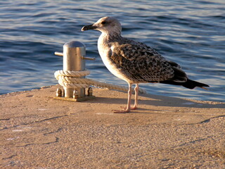 close-up seagull
seaside. close-up photo