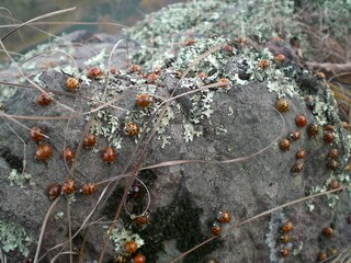 ladybugs