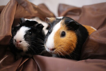 two fluffy guinea pigs pets sit next to each other