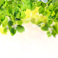 Green background with leaves and copyspace