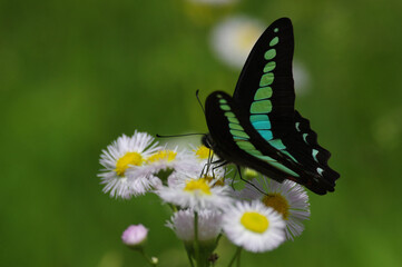 アオスジアゲハ