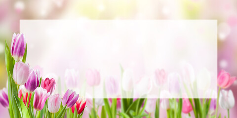 Background with tulips and place for your text