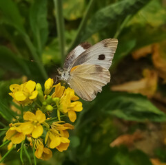 butterfly on a flower