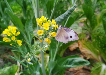 butterfly on a flower