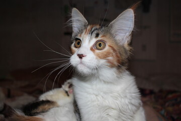 funny fluffy cat maine coon looks surprised with big eyes