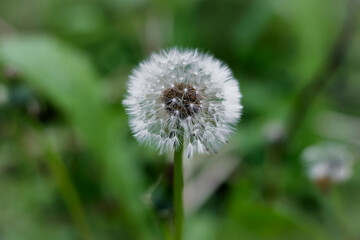 Dandelion with flying seeds. Faded dandelions in spring. Flower head with seeds of common dandelion in detail. Petals with flower stems. Green leaves from the plant in the background