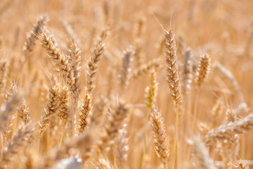 spikelets of golden wheat in the field. Ripe big golden ears of wheat on a yellow background of the field. nature. The idea of a rich summer harvest, agriculture, agro-industrial complex for food.