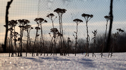 Dry flowers in the snow