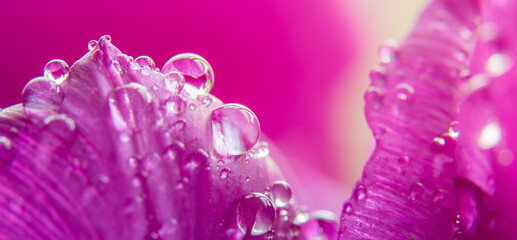 close up of pink flower wirt water drops
