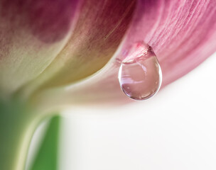 close up of pink tulip flower wirt water drops