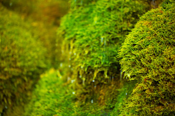 Green moss wall in Iceland with dripping water droplets. Beautiful tropical background at the waterfall. Moss texture with blurred background.