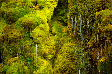 Green moss wall in Iceland with dripping water droplets. Beautiful tropical background at the waterfall. Moss texture with blurred background.