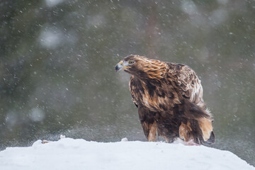 Golden eagle bird wild animal winter prey