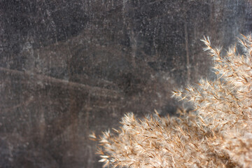 Dry fluffy reed on a dark blurred background, selective focus, copy space for text