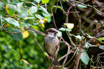 House sprarrow sitting in the honeysuckle.