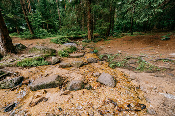 The forests of the Karkonosze National Park