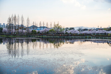 Naklejka premium Beautiful park with cherry blossoms. wonderful view of flowers.