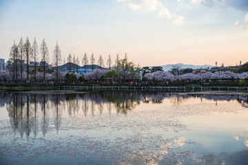 Naklejka premium Beautiful park with cherry blossoms. wonderful view of flowers.