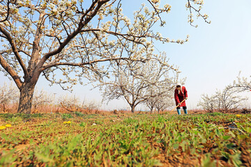 Fototapeta premium The grower weeded under the pear trees in the orchard.