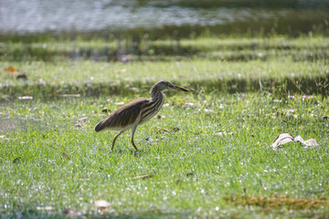 Indian pond heron foraging by the river.