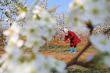 The grower weeded under the pear trees in the orchard.