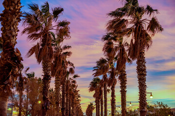 Palm trees against the backdrop of a beautiful sky..