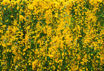 Fototapeta premium yellow flowers with green leaves on metal fence background, Cat's Claw, Catclaw Vine, Cat's Claw Creeper plants