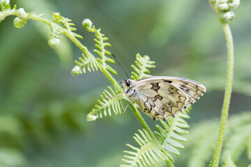 white butterfly on a fern