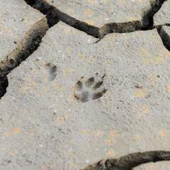 Pequeña huella de animal dejada en el barro agrietado por la sequía