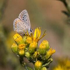 orange and blue butterfly on a flower