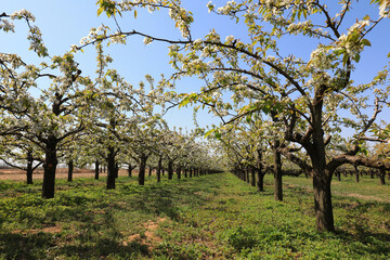 Beautiful pear garden scenery in North China Plain