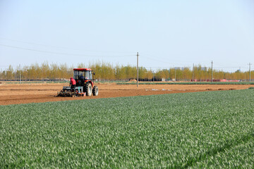 Farmers drive seeders to grow Plastic Mulched peanuts on the farm.