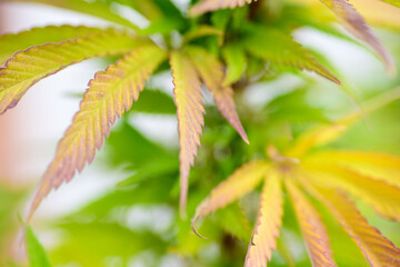 Vista de cerca de flores y hojas de marihuana