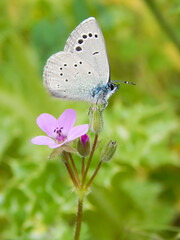 blue butterfly on a pink flower
