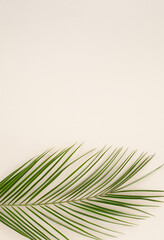 Tropical green palm leaf  over pastel beige  color  background. Minimal summer concept. Vertical.
