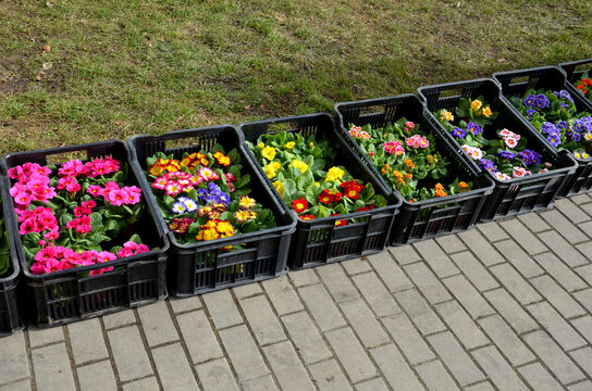 Sale Of Primroses At A Garden Center On The Street. Spring Flowers Displayed In Shipping Crates On The Ground By The Sidewalk At The City Market