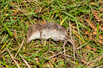Dead rat rodent having been poisoned and laying lifeless to eliminate vermin