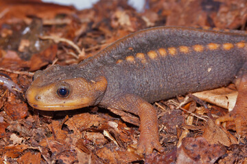 Close up of an Asian crocodile salamander, Tylototriton verrucosus on leaflitter
