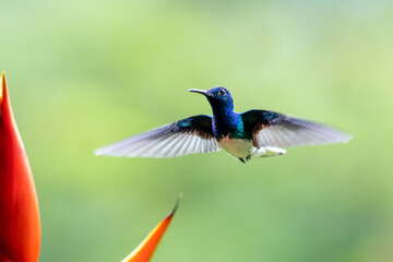 Green Violet-ear hummingbird (Colibri thalassinus) in flight isolated on a green background in Costa Rica