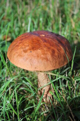 Mushroom on the pasture / Pilz im Gras
