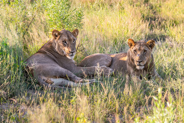 Big lion lying on savannah grass. Landscape with characteristic trees on the plain and hills in the background