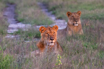 Big lion lying on savannah grass. Landscape with characteristic trees on the plain and hills in the background