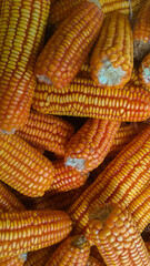 Fototapeta na wymiar potrait close up of corn