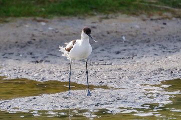 Avocet - Kluut