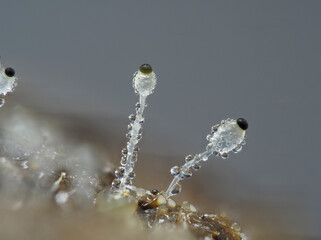 Pillenwerfer (Pilobolus kleinii)