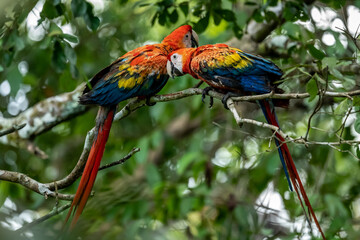 Portrait of Ara arakanga costa rica