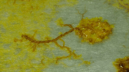 Schleimpilz Plasmodium