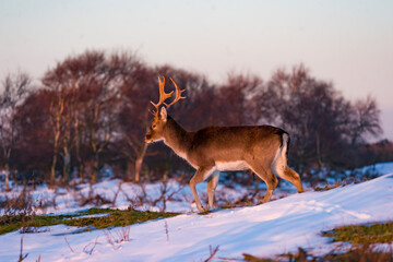 deer in the snow